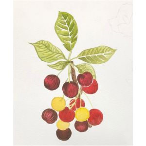 水彩作品/12-15岁学员作品